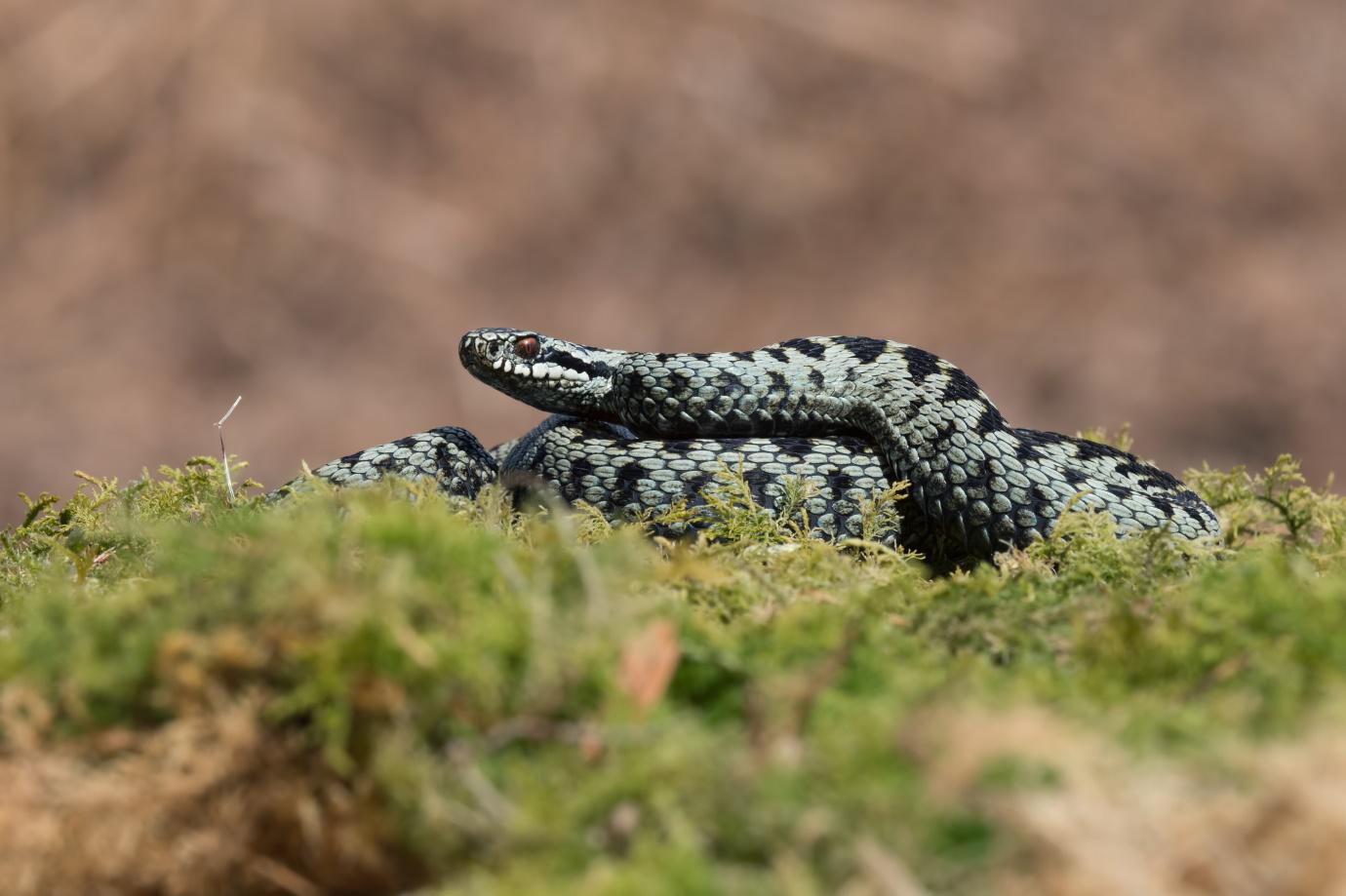Snake Bumerang Snakes On A Plain | Boomerang Dogs