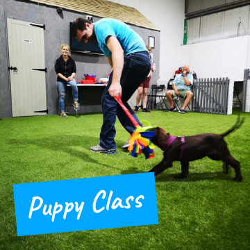 Puppy Training Classes